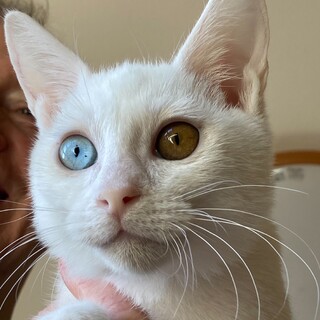 【1/12東日本橋】ハンサムオッドアイ♡モチくん