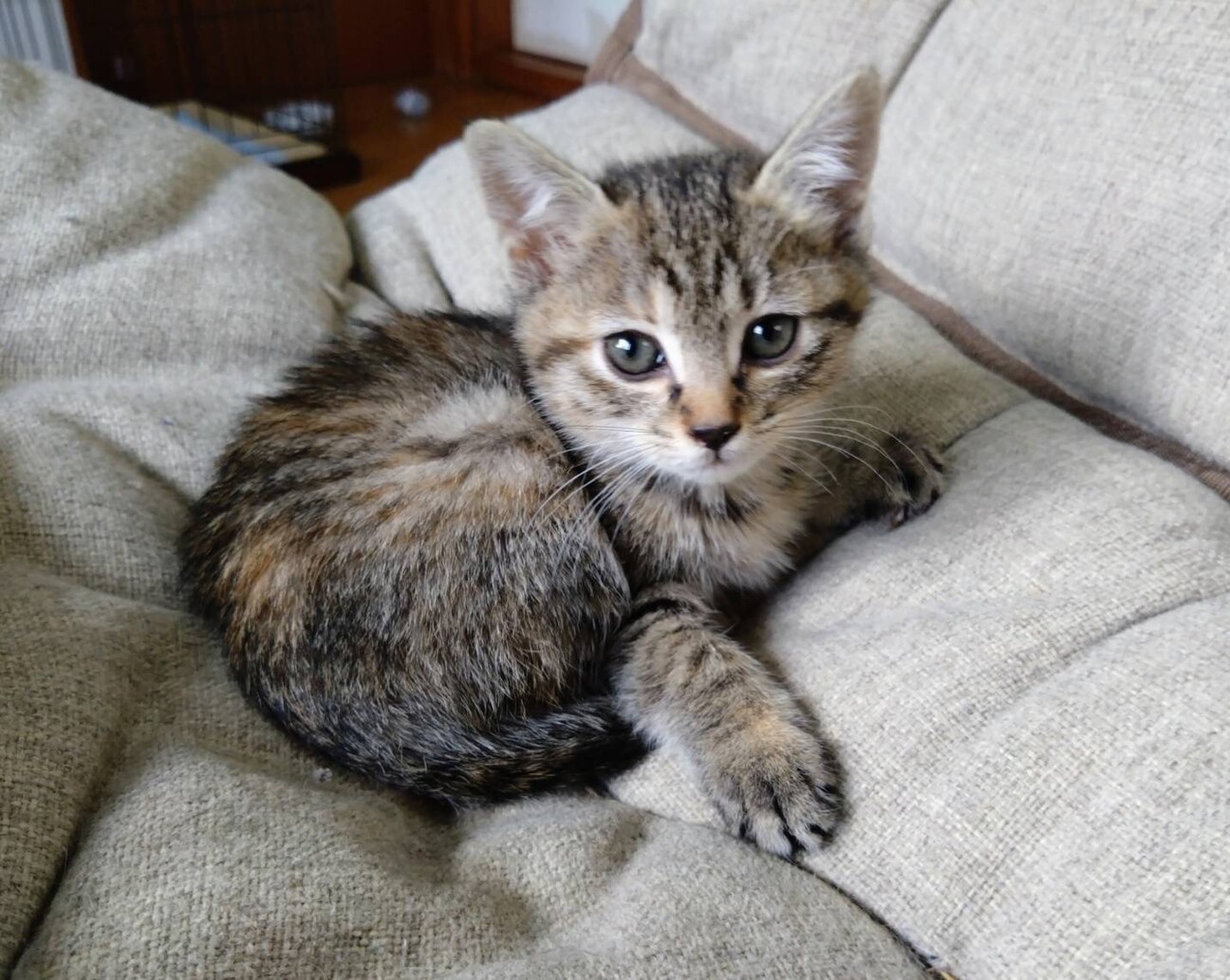 2ヶ月のかわいい女の子「メリーちゃん」 サムネイル2