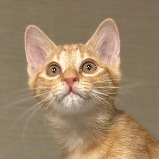 募集停止甘えん坊の茶トラ⭐️シフォン