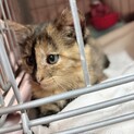 生後3～4ヶ月の保護子猫♡ぱやちゃん