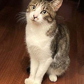 ノボル、里親さま決定！ありがとうございました♥️