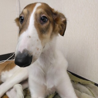 甘えん坊さんの女の子子犬　ボルゾイ