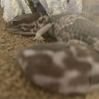 ニシアフwc再生尾