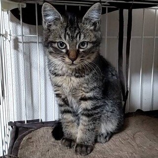 シンノスケ里親さま予定！ありがとうございました♥️