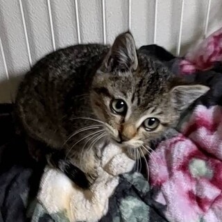 コウタロウ里親様決定！ありがとうございました❤️