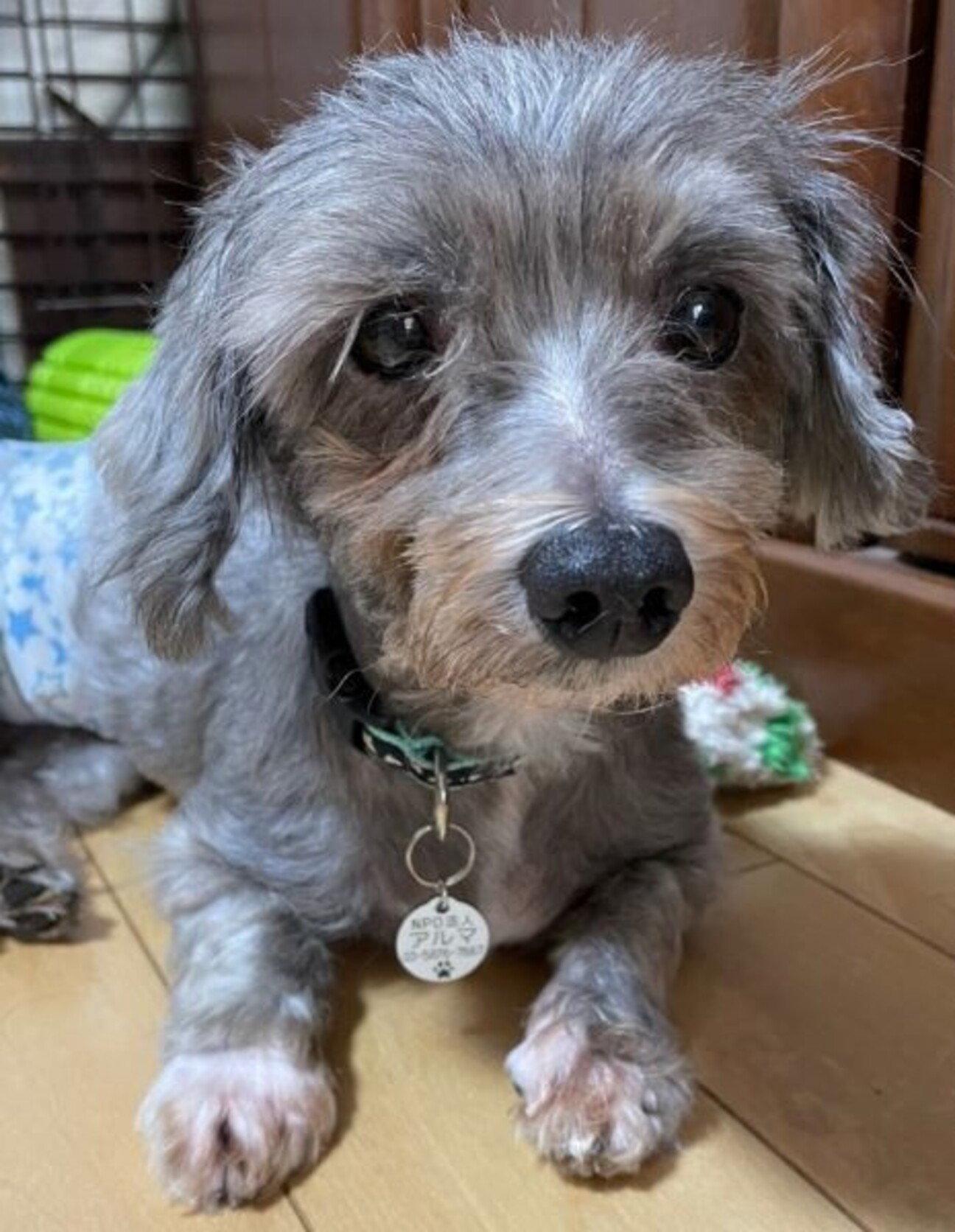 ねこといぬページ 猫＆犬の同時飼い、2匹が飼い主を取り合ってモテ気分も?!キジトラと