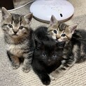 アメショミックス子猫里親募集