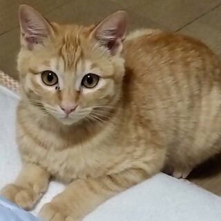 とても穏やか癒し系ボーイ★テンくん