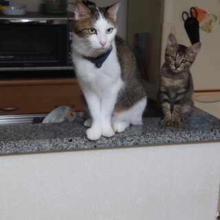 2ヶ月→4〜5ヶ月子猫(夏生まれのナギ)です。