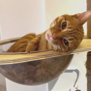 優しい茶トラボーイ