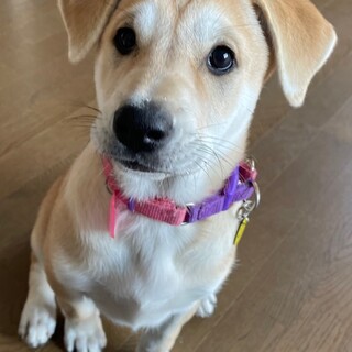 “たんたん” 女の子