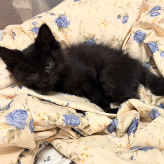 ハンディーがあっても元気いっぱい。片目のしおん