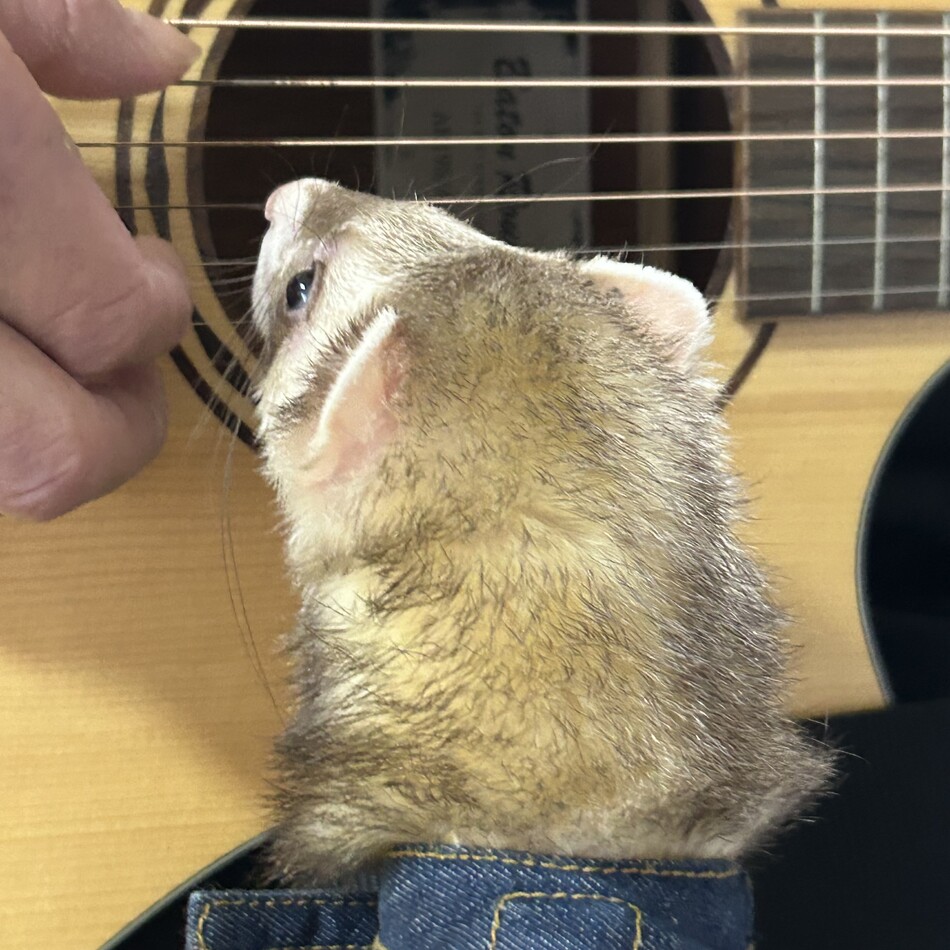 だいふくのカバー写真
