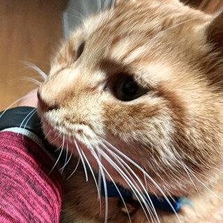 穏やかな茶トラ君２歳。猫初心者にも飼いやすい。