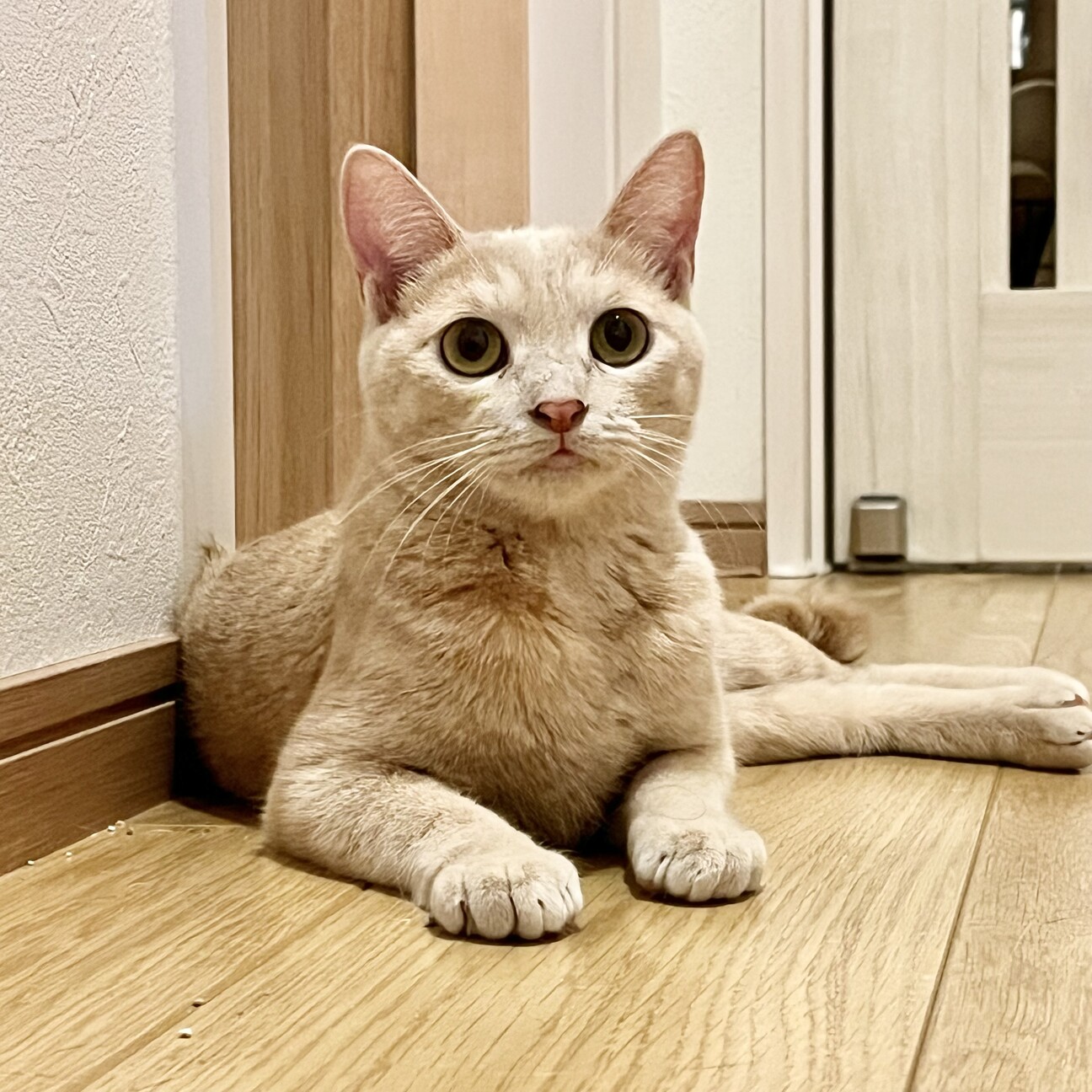 ふんばり親子猫 茶トラ かわいい茶トラの子猫さん」福岡県 - 猫の里親募集(278212) 1枚