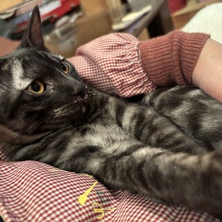 とてもカッコいいお顔で甘えん坊のシャンクス！