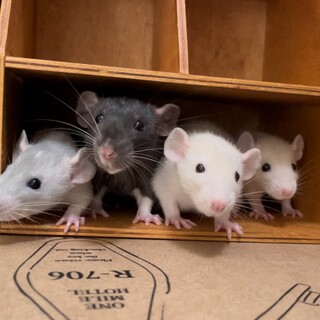 ファンシーラット（オス２匹orメス２匹）