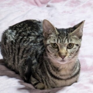 ４ヶ月のキョウコちゃん