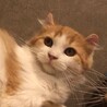 2/4おうち決定★京都府くるん君 サムネイル2
