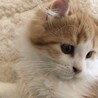 2/4おうち決定★京都府くるん君 サムネイル3