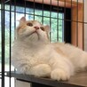2/4おうち決定★京都府くるん君 サムネイル5