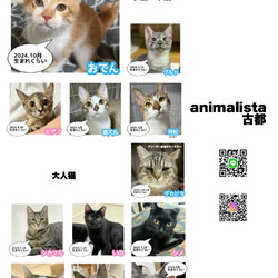 保護いぬねこの譲渡会 サムネイル2