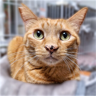 お膝乗ります❤️穏やかな茶トラのキキくん