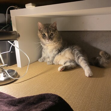 もう寝ますよのお布団に入る前のクロちゃん