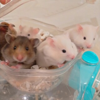 【レアカラー】ゴールデンハムスター里親募集