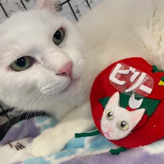 おっきくてまっしろビリー☆