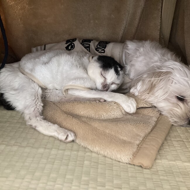 レモララのカバー写真