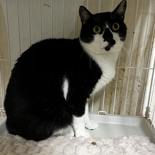 はちわれイケにゃん♡ダイくん♡