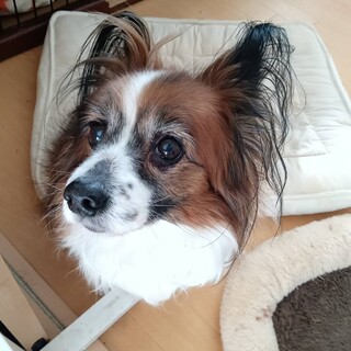 嫌な事をされると噛もうとしますが甘えん坊なアンジュ