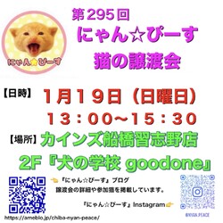 にゃん☆ぴーす猫の譲渡会【カインズ船橋習志野店2F『犬の学校goodone』】