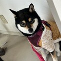 穏やかな性格・黒柴の女のコ(完全室内飼育)