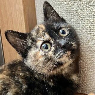 くりくりお目々の黒サビちゃん