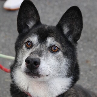 お耳が個性的な可愛いミッキーさん