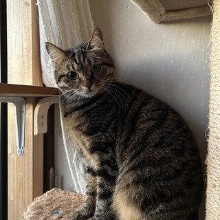 畑で仔猫出産後に保護 子供想いの優しい紬ママ