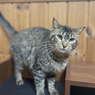 【キジトラの女の子】かわいいお顔