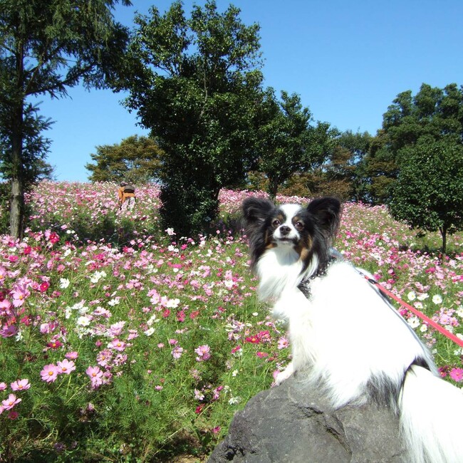 ぱぴんすのカバー写真