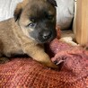 12/10生まれの幼い子犬 サムネイル2