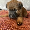 12/10生まれの幼い子犬 サムネイル3