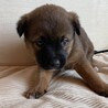 12/10生まれの幼い子犬 サムネイル4