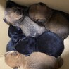 12/10生まれの幼い子犬 サムネイル5