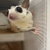 【急募】フクロモモンガ♀3歳 サムネイル2