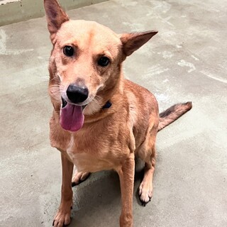 大人しく人懐こ大吉くんを家族に迎えてください