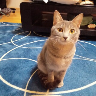 とても美人なグレートラちゃん