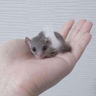 手慣れしたアフリカヤマネの男の子です。