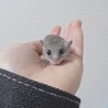 手慣れしたアフリカヤマネの男の子です。 サムネイル2