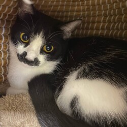 in春日井市☆保護猫を暖かいオウチに迎えよう☆2025年1月18日（土）～ちーむ にゃいんず